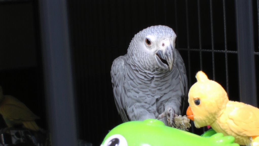 behavioral indicators of parrot stress