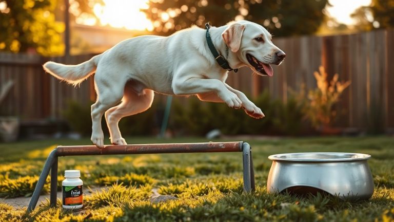 joint support for dogs