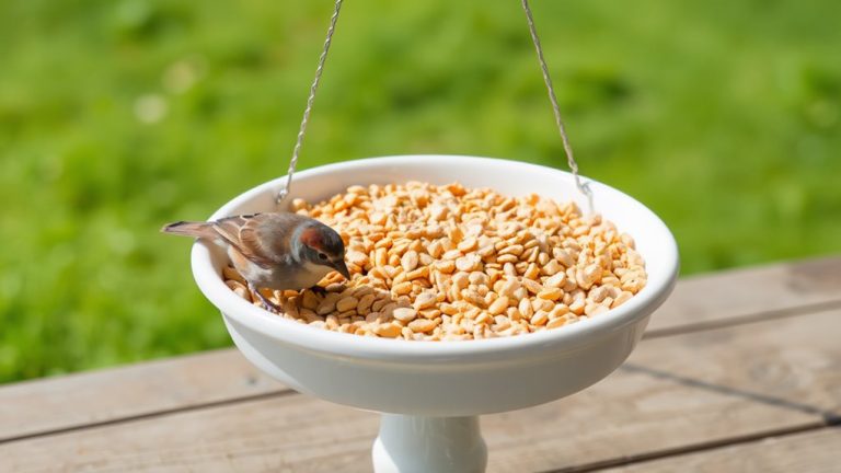 no mess bird seed